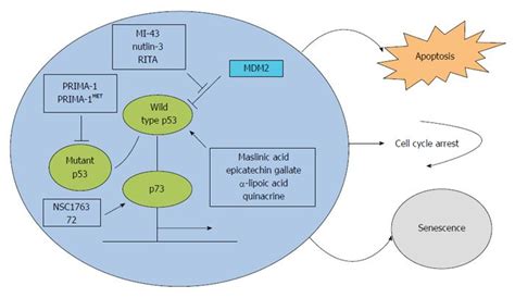 P Mutations In Colorectal Cancer Molecular Pathogenesis And