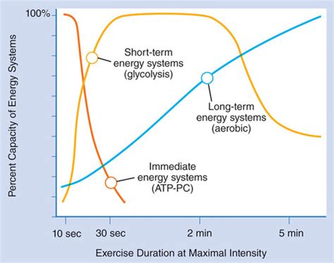Chapter Exercise Metabolism And Bioenergetics Flashcards Quizlet