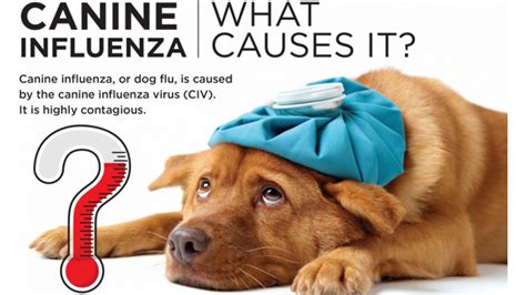 Canine Influenza: What Causes It | NC State News