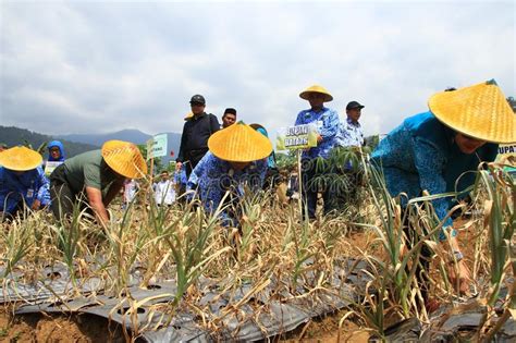 A Atividade De Colher Sementes Do Alho Diretamente Nos Campos Da Cebola