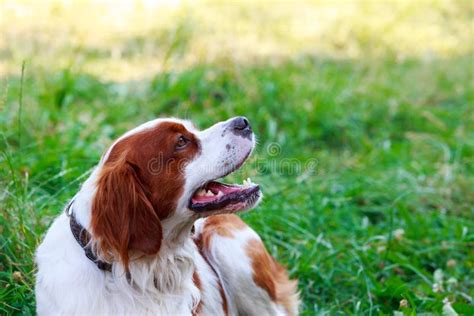 Dog breed Breton Spaniel stock photo. Image of carrot - 152706548