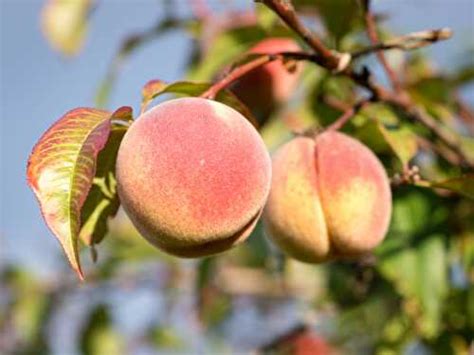 Fruit De Saison La P Che De Not Parisienne Et Ses Recettes De Cuisine