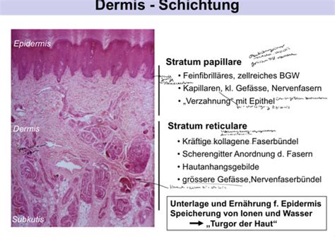 Loffing Haut Teil Dermis Karteikarten Quizlet