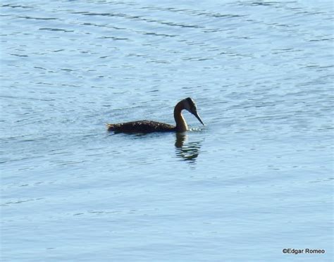 Great Grebe Podiceps Major Ecoregistros