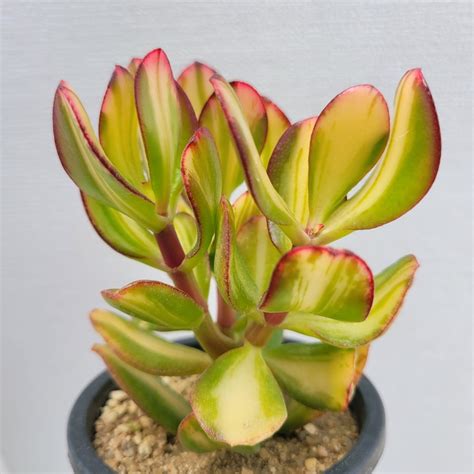 Crassula Deokyang Seagull Variegated 90 Dk Succulents Korea Rare Korean Succulents