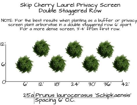 Skip Cherry Laurel | Laurel plant, Shrubs for landscaping, Evergreen shrubs