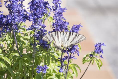 Borboleta Que Poliniza Flores De Uma Planta Prudente Foto De Stock