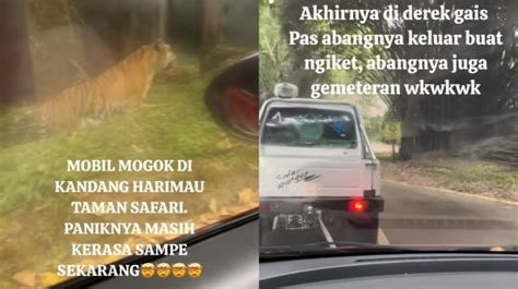 Viral Mobil Pengunjung Taman Safari Mogok Di Kawasan Harimau Sempat