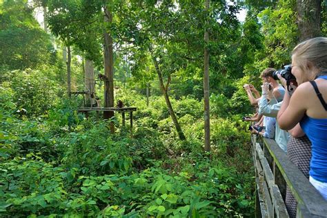 2023 Sepilok Orang Utan Bornean Sun Bear Centre With Sandakan City