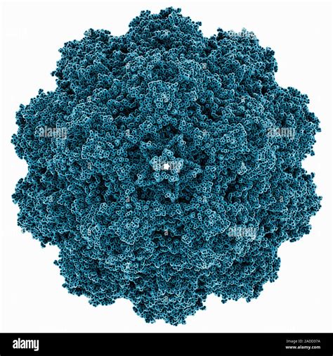 Human Bufavirus 1 Capsid Computer Model Showing The Structure Of The