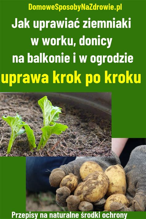 Jak Uprawia Ziemniaki W Worku Donicy Na Balkonie I W Ogrodzie Uprawa