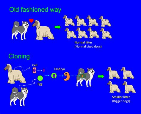 Why clone a (working) dog: Pros and cons – Biopetnology