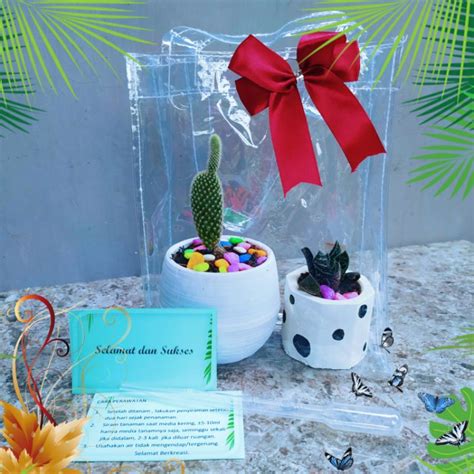 Jual Paket Souvenir Hadiah Kado Parcel Tanaman Asli Hidup Lengkap Bisa