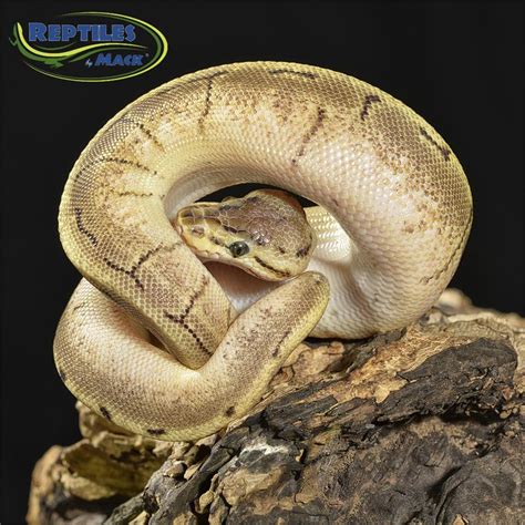 Ball Python Care Sheet Reptiles By Mack