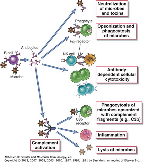 Function of Antibodies (Immunoglobulins) • Microbe Online