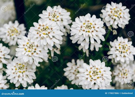 Iberis Sempervirens White Flowering Plant Evergreen Candytuft or Perennial Candytuft. Spring ...