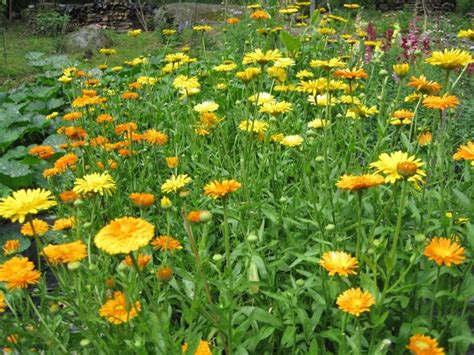 Cultiver Du Calendula Comment Faire Pousser Du Souci En Pot Technospeak