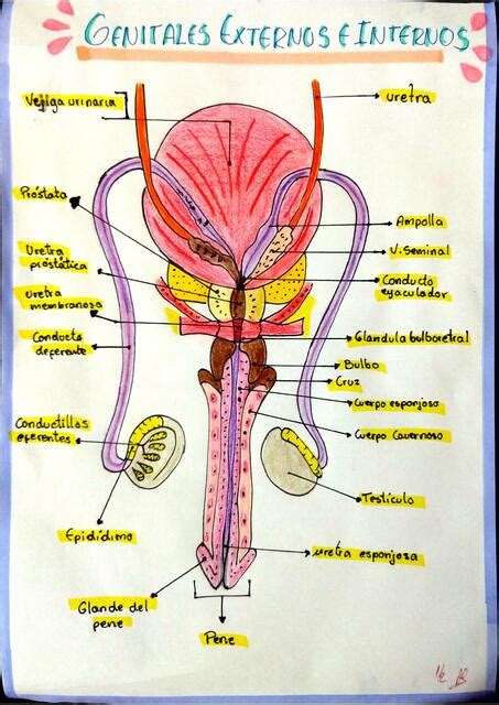 Aparato Reproductor Masculino Alexia Ariana Pérez Villoslada uDocz