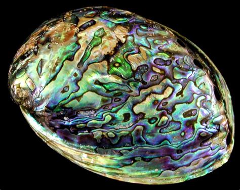 Abalone Shells Variety Best Pricing And Quality