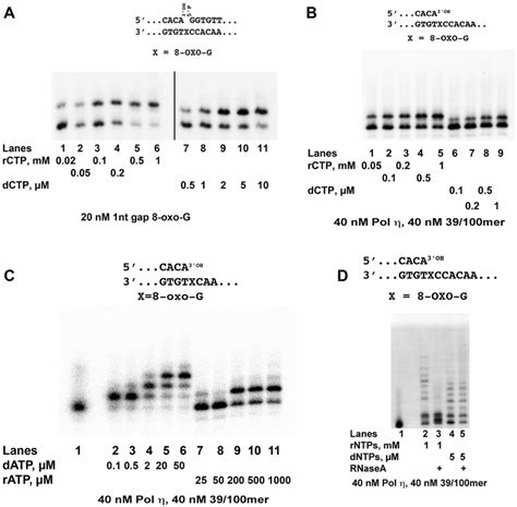 Translesion Synthesis Of Oxo G By Pol With Ribonucleotides The