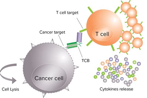 Cytokine Release Assays Promab