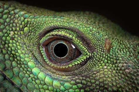 Reptile Eye Wallpapers - Top Free Reptile Eye Backgrounds - WallpaperAccess