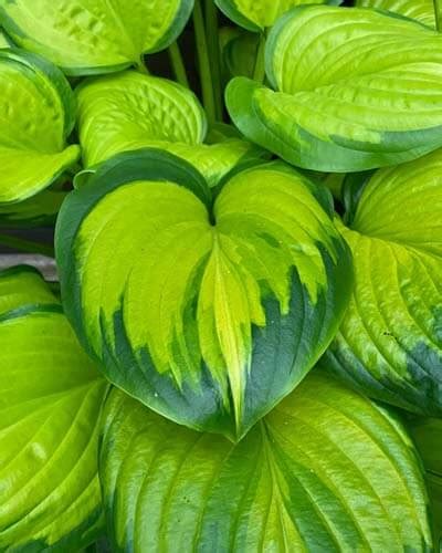 Variegated Hostas: 35 Varieties With Full Topic Overview – World of Garden Plants