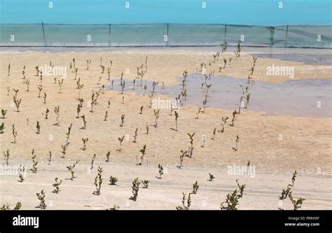 Mangrove Hi Res Stock Photography And Images Alamy