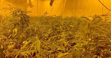 Cannabis Plants Worth £1m Seized In Huge Drugs Bust Birmingham Live