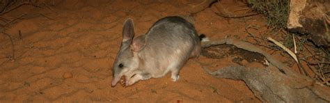 Bilby – FaunaFocus