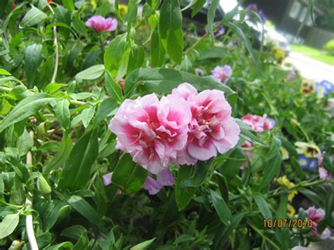 Hạt giống hoa Hồng Xuân kép Mix HẠT GIỐNG NGA SIÊU HOT