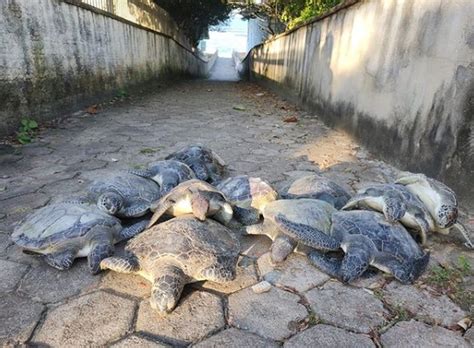 Treze Tartarugas Marinhas Ficam Presas Em Rede De Pesca Irregular Em