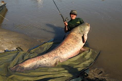 Mekong Giant Catfish - Brilliant News