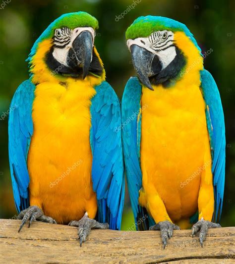 Parrot Birds Sitting On The Perch Stock Photo By Pakhnyushchyy