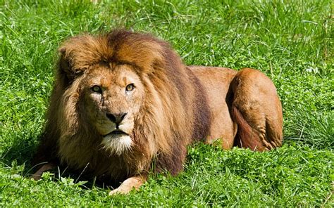 Free download | HD wallpaper: Animal, animals, 2560x1600, Lion, hd aimals, loin hd | Wallpaper Flare