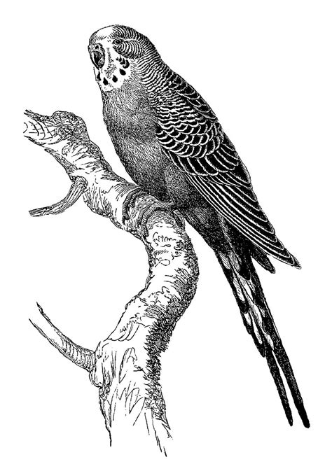 24 Realistic Budgie Drawing Loredanagil
