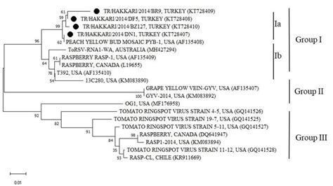 Phylogenetic Tree Based On The Nucleotide Sequence Of A Rdrp Gene Of