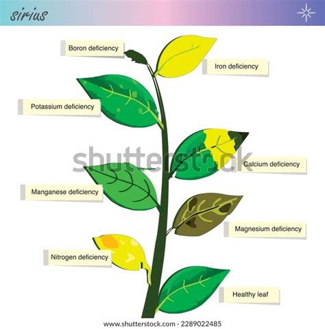 Plant Nutrient Deficiency Vitamin Deficiency Plants Stock Vector Royalty Free 2289022485