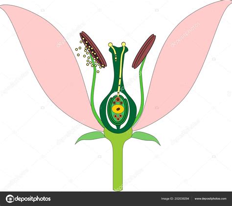 Parts Flower Double Fertilization Stock Vector Image By ©mariaflaya