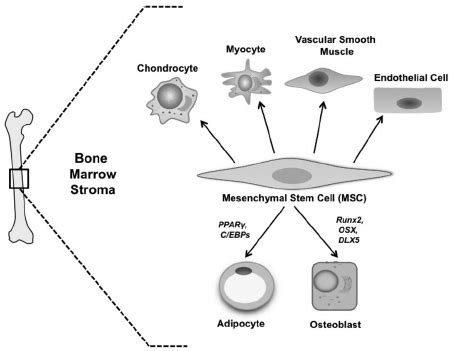 Developmental Fates Of Bone Marrow Mesenchymal Stem Cells Mesenchymal