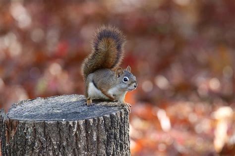 Red Squirrel Out Foraging In Fall Photograph By Sue Feldberg Fine Art