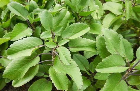 Kalanchoe Pinnata Leaf Of Life Bryophyllum Pinnatum Capsules Mg