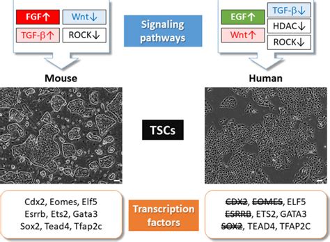 Unique Features And Emerging In Vitro Models Of Human Placental