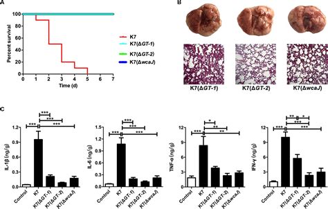 Frontiers Three Capsular Polysaccharide Synthesis Related