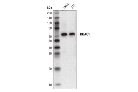 HDAC1 10E2 Mouse MAb HRP Conjugate Cell Signaling Technology