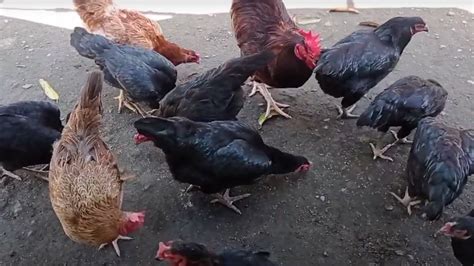 All About The Philippine Native Chicken Breeds Chicken Breed Guide