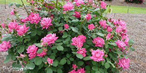 What Are The Best Fertilizers For Knockout Roses In 2023