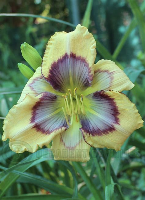 20 Tips For Growing Beautiful Daylilies Daylilies In Australia