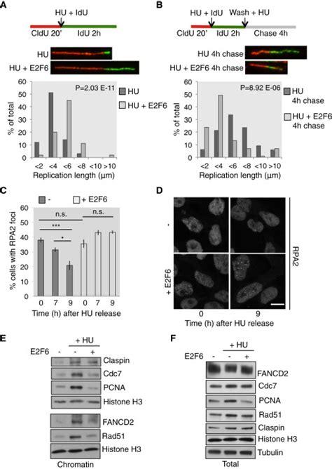 Sustained E2F Transcription Is Necessary for Checkpoint Functions ... 
