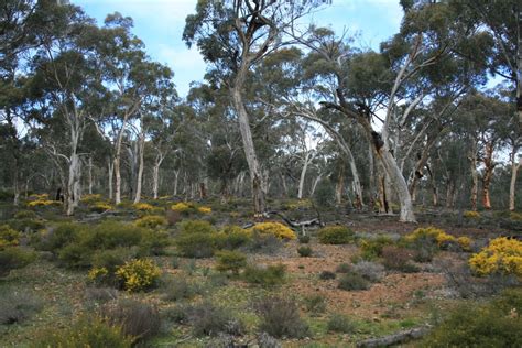 Where to see Numbats — Project Numbat